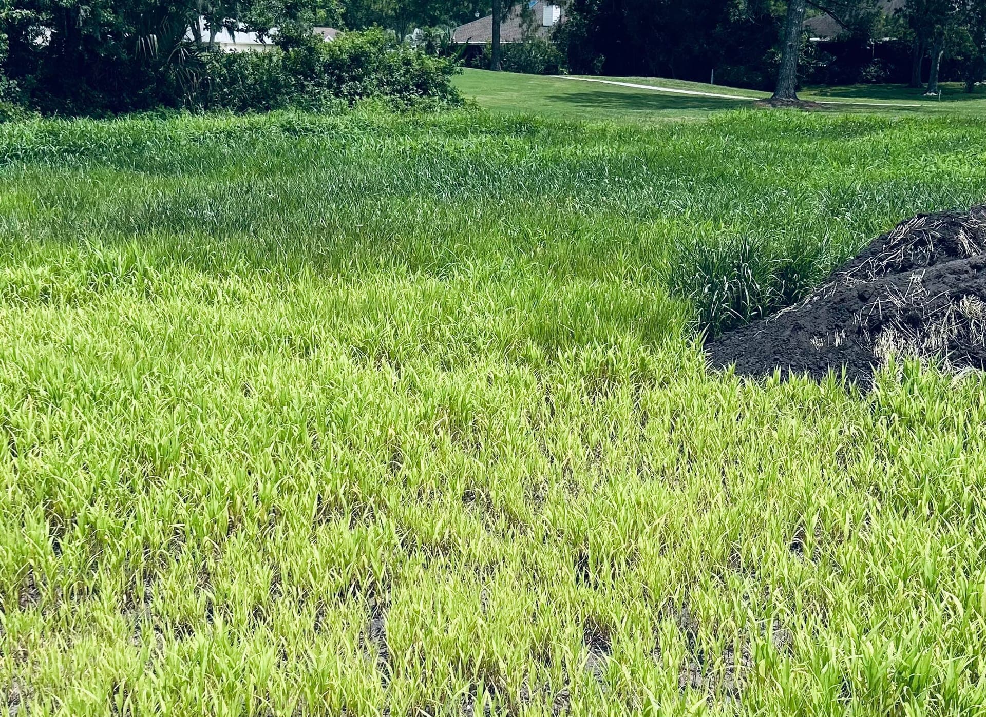 Terra Seeding erosion control applied to a graded slope